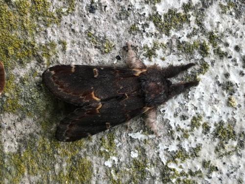 Réf. 357 483 : Notodonta dromedarius